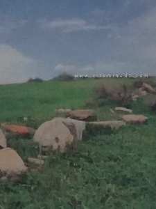 Oppidum Novum est un site archéologique situé dans la région d'Aïn Defla, en Algérie.