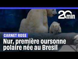 Planète (Amérique du Sud) -  Un ourson blanc voit le jour au Brésil, une première pour l’Amérique latine