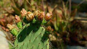 Planète (France/Europe) - Une ONG arrache en masse des figuiers de Barbarie: pourquoi ces cactus sont dangereux ?