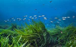 Planète (France/Europe) - Une skippeuse condamnée pour avoir mouillé son voilier dans des posidonies