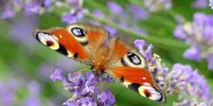 Planète (Amérique du Nord) - L’effrayante disparition des papillons aux États-Unis