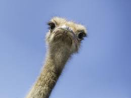 Planète - L'autruche, un oiseau d'Afrique qui ne sait pas voler (mais qui a d'autres qualités)
