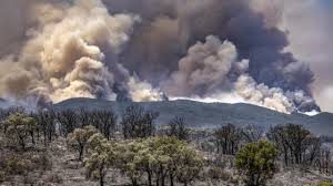 Planète (Afrique) - Le Maroc reboise ses forêts malmenées par la canicule et la sécheresse