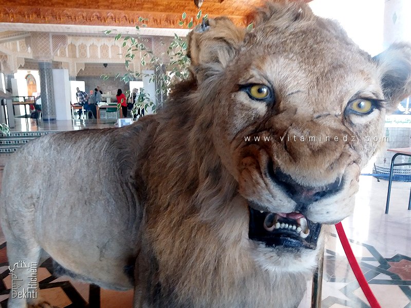 أسد الأطلس: من المجد إلى النسيان