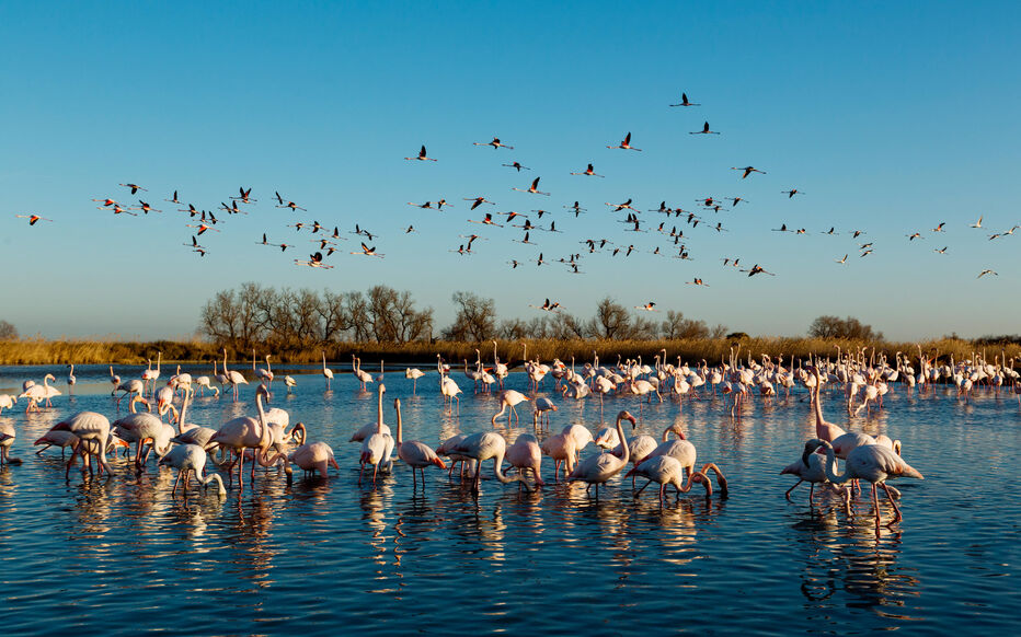 Planète (France/Europe) - Tournage d’un film en Camargue: qui a détruit plus de 500 œufs de flamants roses ?