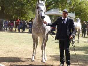 Algérie (Tiaret) -  Le Salon du cheval sera de retour