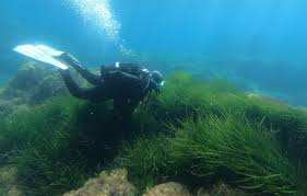 Planète - C’est quoi les posidonies, ces herbes indispensables qu’il ne faut surtout pas perturber en bateau ?