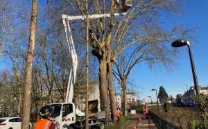 Planète (France/Europe) - À Orléans, un platane attaqué par un champignon et colonisé par les chauves-souris sauvé de l’abattage