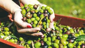 Algérie (Mascara) - Filière oléicole: Une stabilité en trompe-l’œil