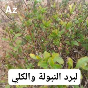 وصفة طبيعية لعلاج التهابات المسالك البولية، حصى الكلى، ومشاكل البروستات