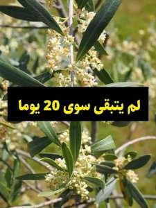 📢 اقتراب موسم التزهير: العناية بالأشجار خلال هذه المرحلة الحرجة