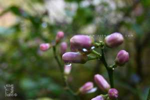 📢 Approche de la floraison : Prendre soin des arbres pendant cette phase cruciale