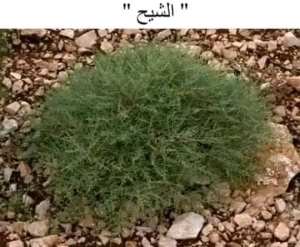 عشبة الشيح ..!