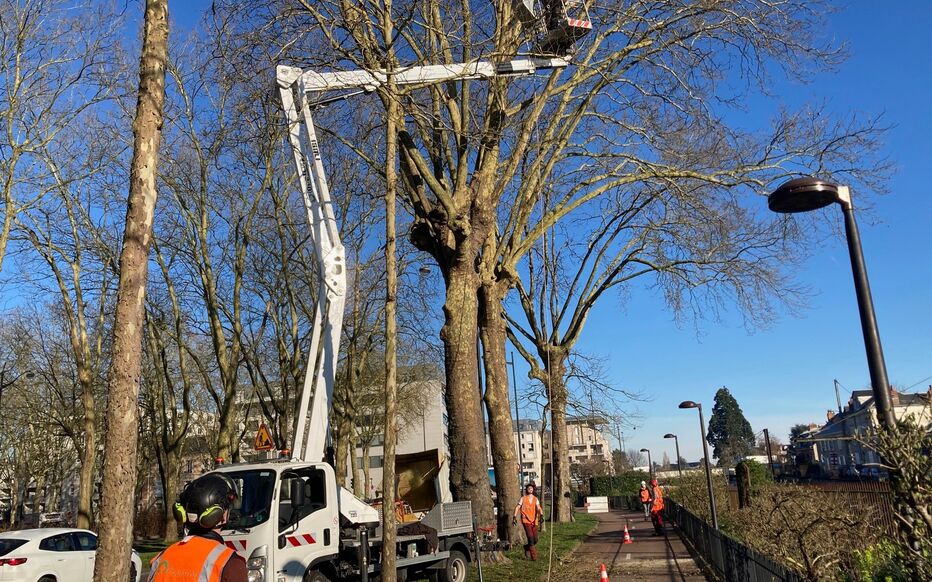 Planète (France/Europe) - À Orléans, un platane attaqué par un champignon et colonisé par les chauves-souris sauvé de l’abattage