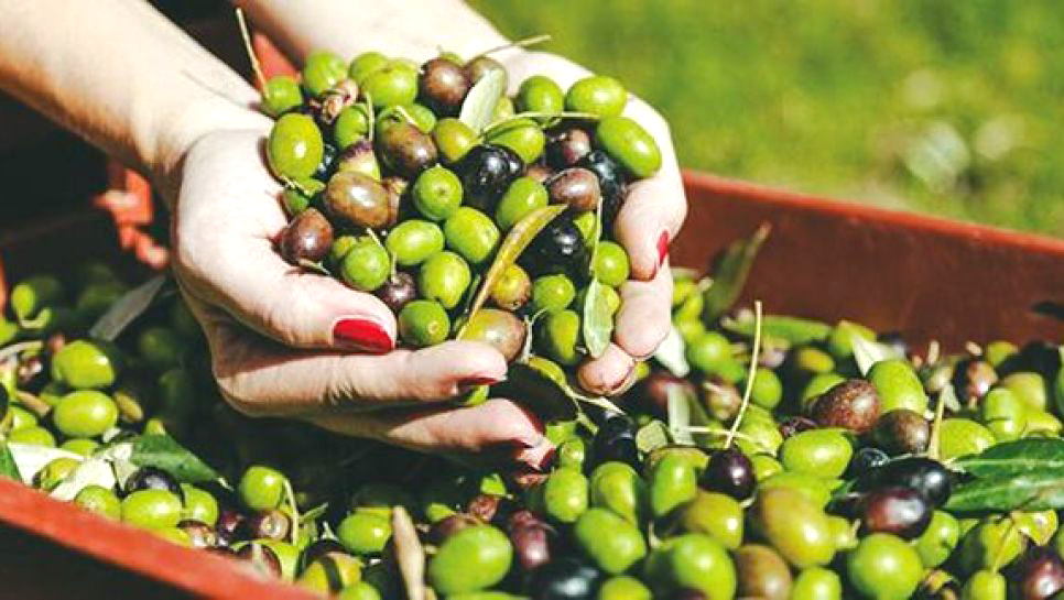 Algérie (Mascara) - Filière oléicole: Une stabilité en trompe-l’œil