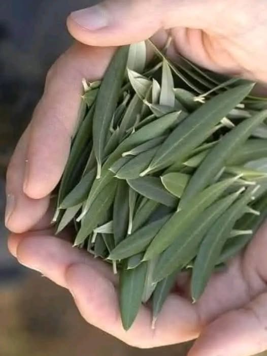 Les feuilles d'olivier :