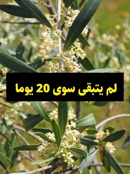 📢 اقتراب موسم التزهير: العناية بالأشجار خلال هذه المرحلة الحرجة