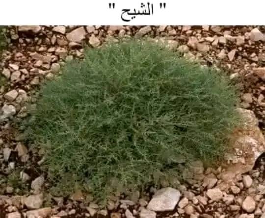 عشبة الشيح ..!