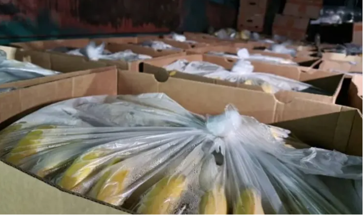 حجز 34 حاوية من الموز بميناء عنابة - الشعب أونلاين