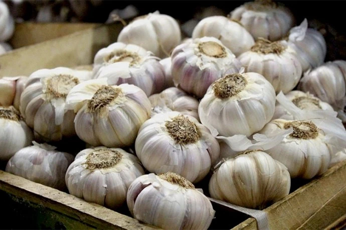 معسكر : تصدير 11 طنا من مادة الثوم إلى بريطانيا