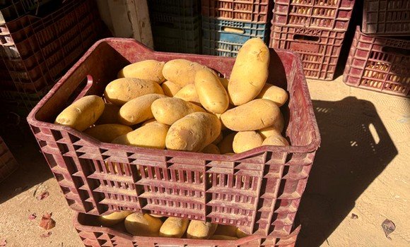 بومرداس: حجز أكثر من 150 طنا من البطاطا الموجهة للمضاربة