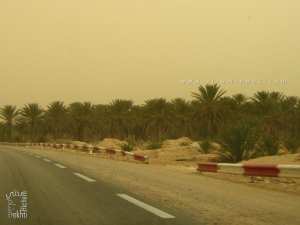 Palmeraies de Tolga (Biskra)