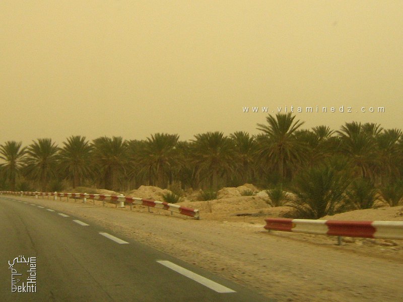 Palmeraies de Tolga (Biskra)