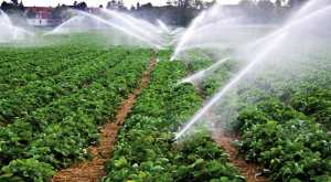 Algérie (Bordj Bou Arréridj) - Irrigation des terres agricoles/Station d'épuration des eaux usées: Vers une extension de la superficie à près de 500 ha