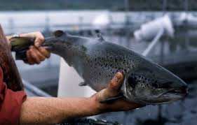 Planète (Océanie) - Australie: Une sénatrice brandit «un saumon pourri et puant» en plein Parlement