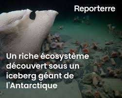 Planète - Un riche écosystème découvert sous un iceberg géant de l’Antarctique