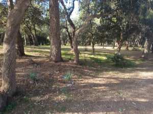 وهران : انجاز أشغال حراجية على مساحة 280 هكتار للحفاظ على الثروة الغابية