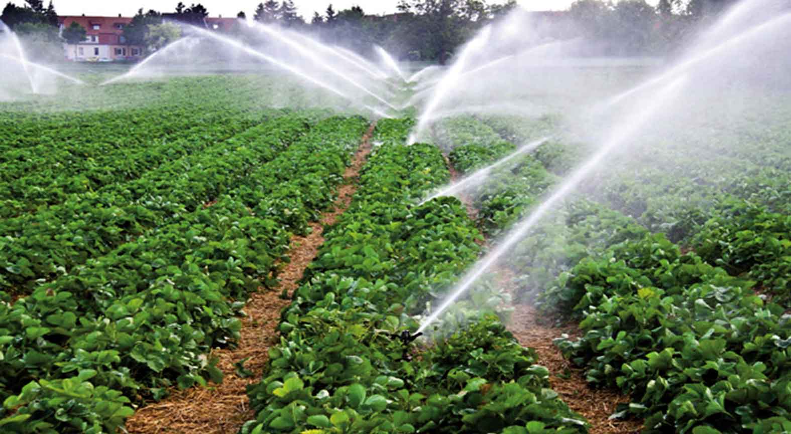 Algérie (Bordj Bou Arréridj) - Irrigation des terres agricoles/Station d'épuration des eaux usées: Vers une extension de la superficie à près de 500 ha