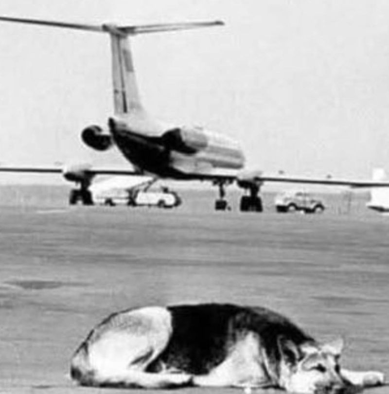 Palma, la chienne abandonnée à l’aéroport de Moscou ...