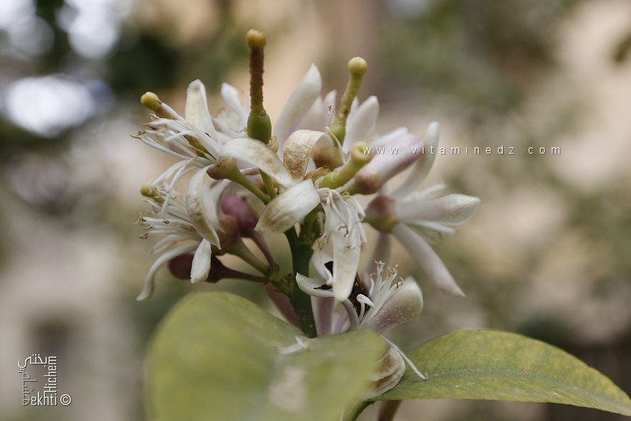 Les Bienfaits de la Fleur de Citronnier : Un Trésor Naturel