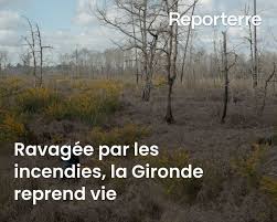 Planète (France/Europe) - Ravagée par les incendies, la Gironde reprend vie