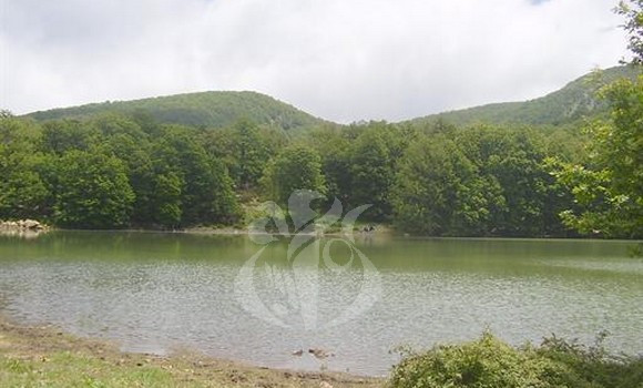 Projet de réhabilitation des forêts de chêne-liège: achèvement des phases de diagnostic et recensement de la biodiversité