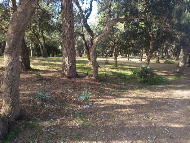 وهران : انجاز أشغال حراجية على مساحة 280 هكتار للحفاظ على الثروة الغابية