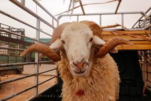 Capacités de l’Algérie et de l’Espagne pour l’Importation d’un Million de Têtes Ovines pour l’Aïd Al-Adha