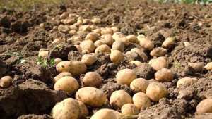 ديوان الأرضي الفلاحية :  3200 هكتار لزراعة البطاطا في حوض السبعين بالنعامة