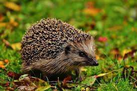 Planète (France/Europe) - Il capture 269 hérissons pour «faire le buzz» sur TikTok