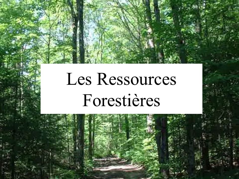 Projet de la Direction Générale des Forêts pour le Développement des Ressources Forestières en Algérie