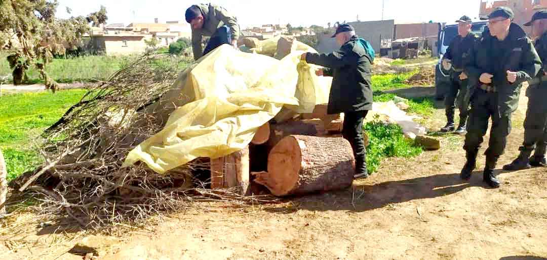 Algérie (Mostaganem) - Massacre écologique: Des genévriers centenaires décimés sauvagement