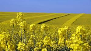 Algérie (Oum El Bouaghi) -  Cap sur les cultures oléagineuses,  colza et tournesol, surface en augmentation