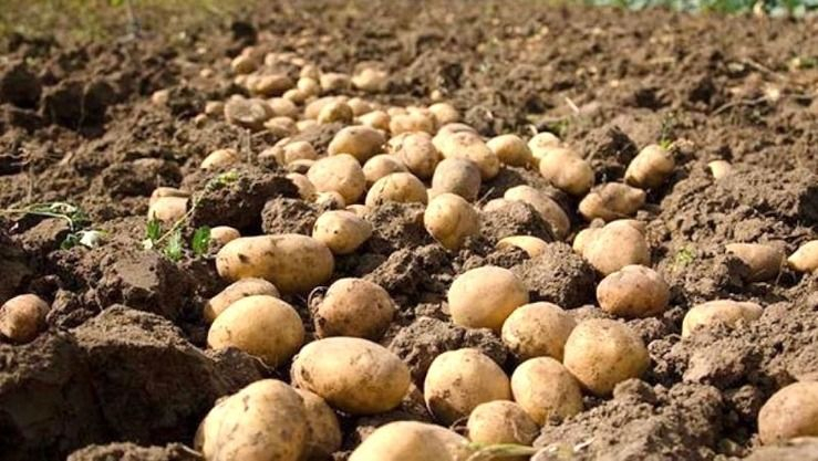 ديوان الأرضي الفلاحية :  3200 هكتار لزراعة البطاطا في حوض السبعين بالنعامة