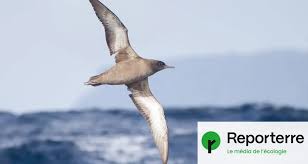 Planète - Nourris au plastique, des bébés oiseaux souffrent de démence