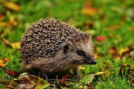 Planète (France/Europe) - Il capture 269 hérissons pour «faire le buzz» sur TikTok