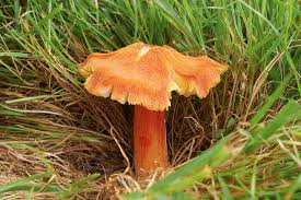 Planète - Essentiels et méconnus, les champignons sont menacés d’extinction