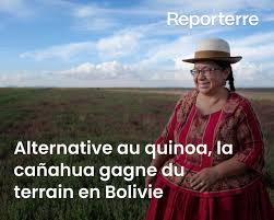 Planète (Amérique du Sud) - Alternative au quinoa, la cañahua gagne du terrain en Bolivie