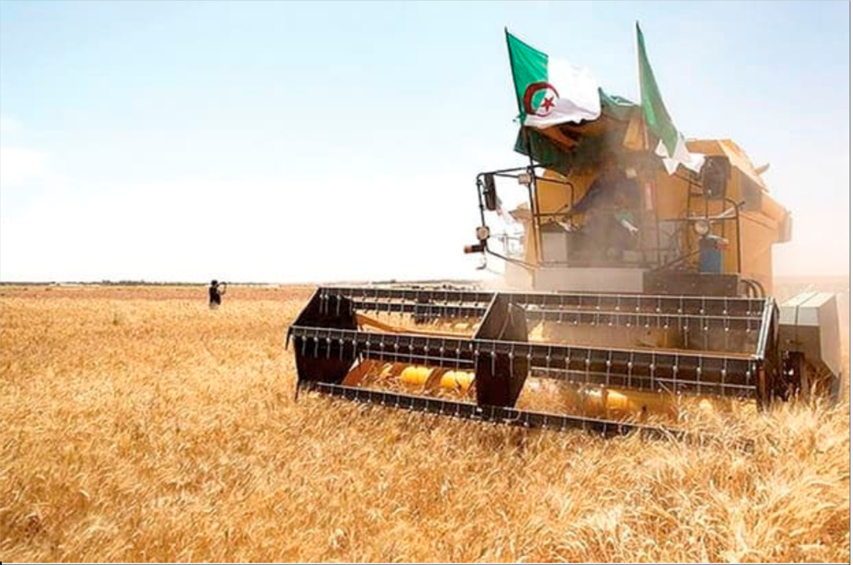Les dernières pluies sauvent les céréales