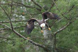 Planète (Canada/Amérique du Nord) - Grand retour du pygargue à tête blanche:  L’oiseau américain à la conquête du Québec